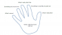 out_of_the_box:tools:assessing:hand.png